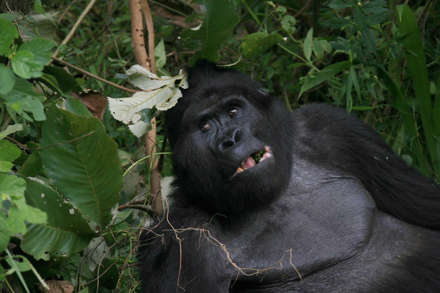 12 Days Gorilla and Chimpanzee Trekking Experience