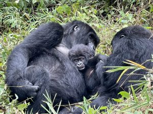 //rangerafricasafaris.com/?portfolio=7-days-gorilla-trekking-wildlife-safaris