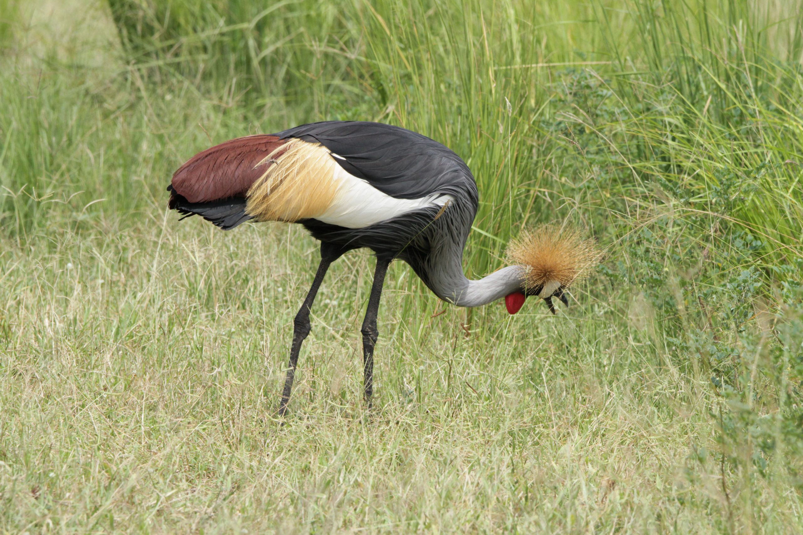 7 days birding in Uganda.